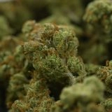 Small Batch- Super Silver Haze - Image 3