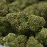 Woodwide - 4x4Z - Ganja Fight Club Winner - Image 3