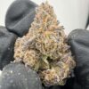 Gucci Berries