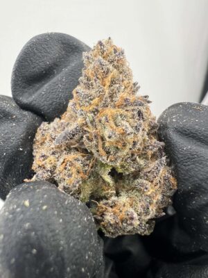 Gucci Berries