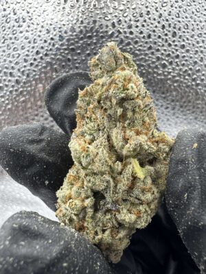 Phat Panda