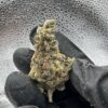 Phat Panda
