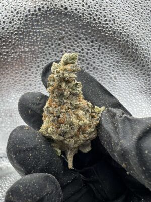 Phat Panda