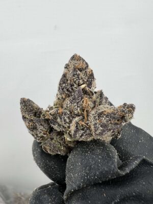 Bubble Gum Gelato - By LAX PACKS