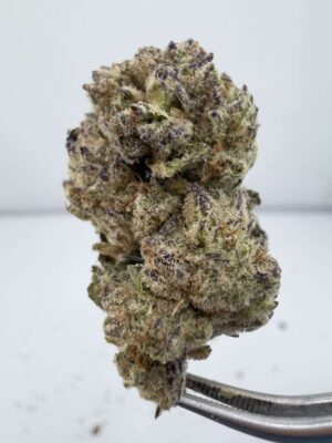 Secret Cookies-Mixed Light