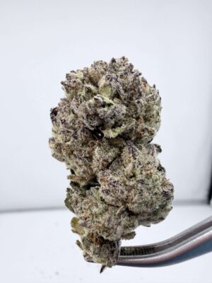 Secret Cookies-Mixed Light