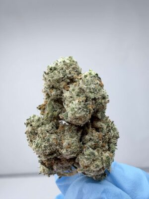 Cantaloupe Haze- SMALL BATCH