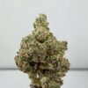 Lemon Tree - PG Cut