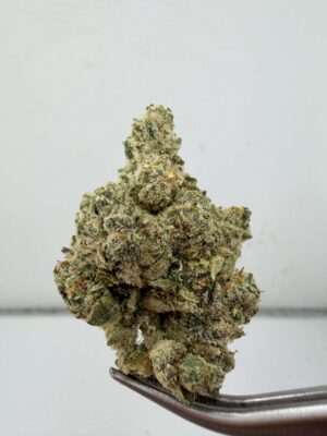 Lemon Tree - PG Cut
