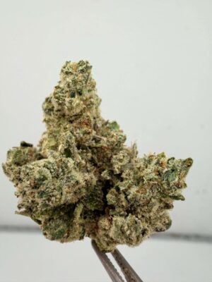 Lemon Tree - PG Cut