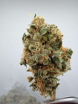 Original Bubblegum