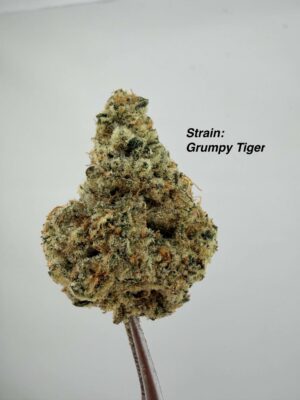 Variety Pack 10.5G - Wood Wide Strains