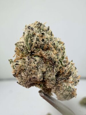 Gumbo medium / smalls
