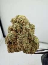 Cap Junky x Gas tank - Image 2