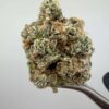 LA Pop Rocks