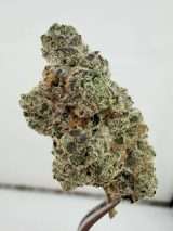 WoodWide- Viper Cookies