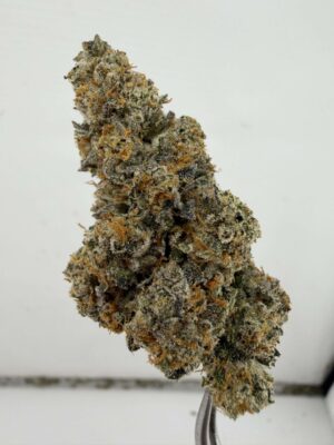 WoodWide-Biscotti