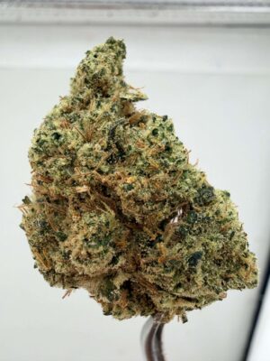 WoodWide- Dutch Treat