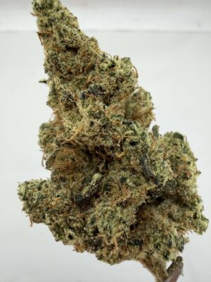 WoodWide- Dutch Treat