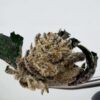 Untrimmed NTK Larry Strawberry
