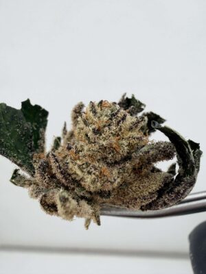 Untrimmed NTK Larry Strawberry