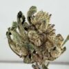 Untrimmed NTK Larry Strawberry