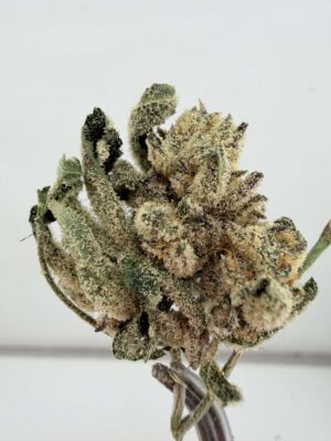 Untrimmed NTK Larry Strawberry