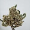 Untrimmed NTK Larry Strawberry