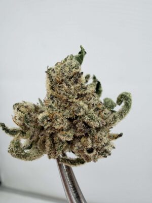 Untrimmed NTK Larry Strawberry