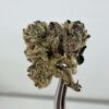 Teds Buds Smalls - Rainbow Trout