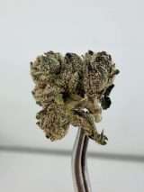 Teds Buds Smalls - Rainbow Trout - Image 2