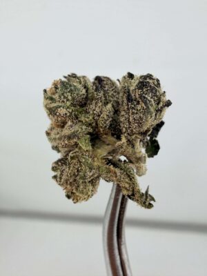 Teds Buds Smalls - Rainbow Trout