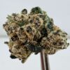 Teds Buds Smalls - Rainbow Trout
