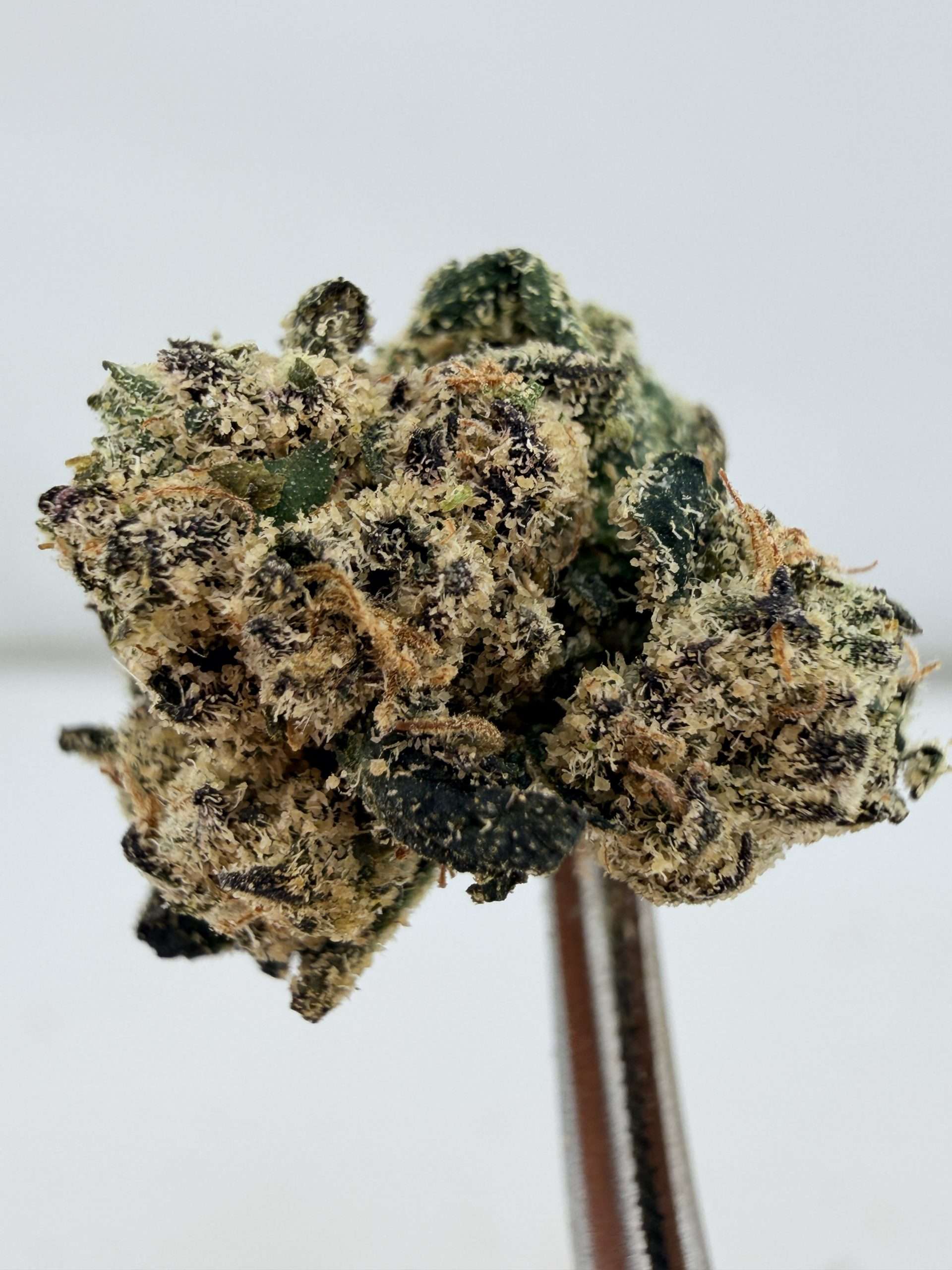 Rainbow Trout Teds Buds Smalls - Rainbow Trout - Image 1