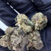 Teds Buds Smalls - Rainbow Trout