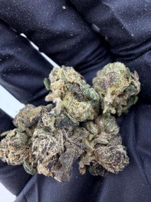 Teds Buds Smalls - Rainbow Trout