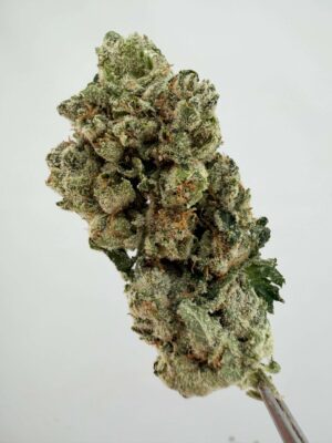 White Glue