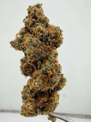 Royal Budline- Gushers