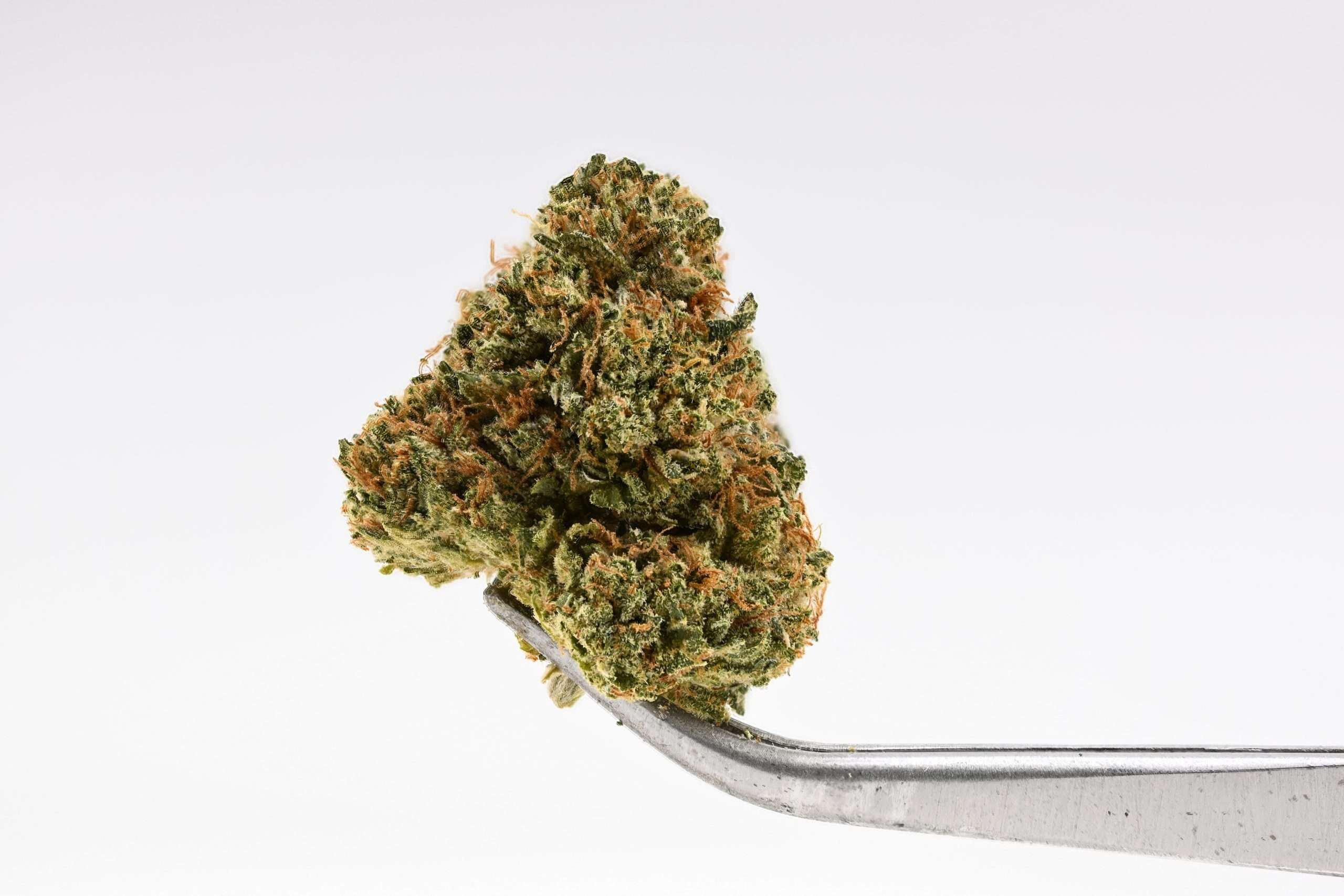 Woodyz WoodWide- Woodzy - Image 1