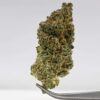 Z3 x Honey Banana WoodWide Pheno Hunt - Z3 x Honey Banana