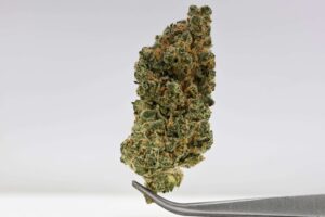 Z3 x Honey Banana WoodWide Pheno Hunt - Z3 x Honey Banana