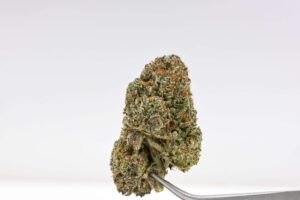 Wood Wide Pheno Hunt - Zkittlez x Royal Kush