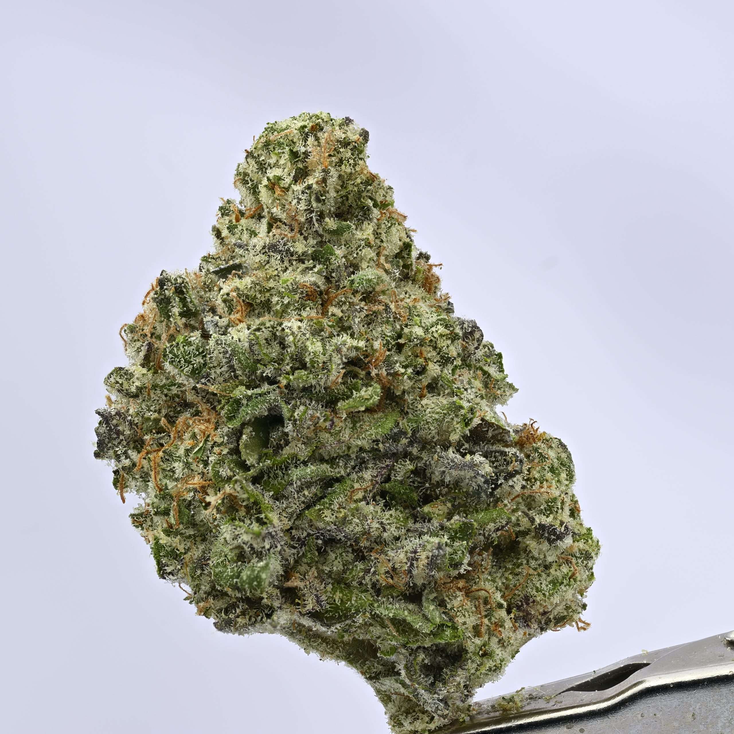 Stacked from 41 images. Method=C (S=1) Blueberry Pancakes - Image 1