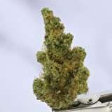 Woodwide - Dutch Treat