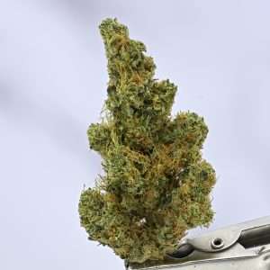 Woodwide - Dutch Treat