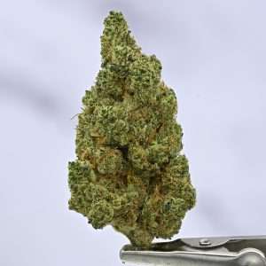Woodwide - Dutch Treat