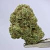 GG #4