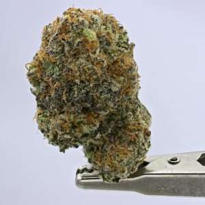 GG #4