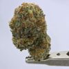 GG #4