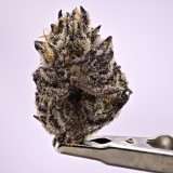 Gorilla Butter - Image 3